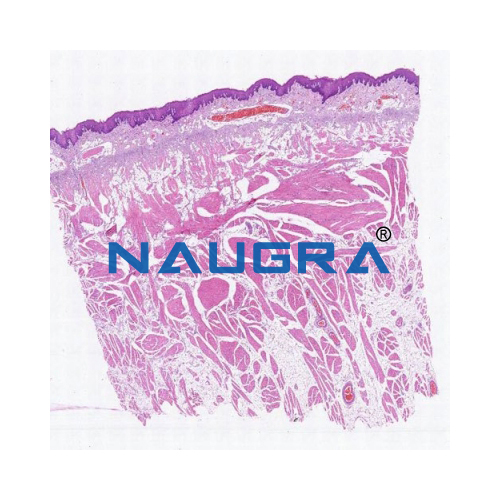 Biology Lab Microslide Basic Human Histology
